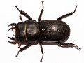 Dorcus parallelipipedus